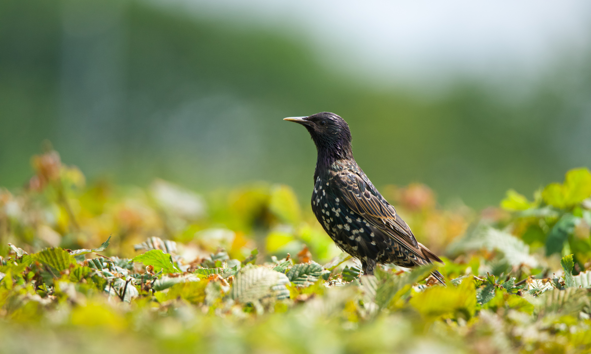 Common Starling | Sturnus vulgaris